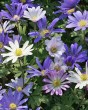 Anemone blanda mixed.jpg